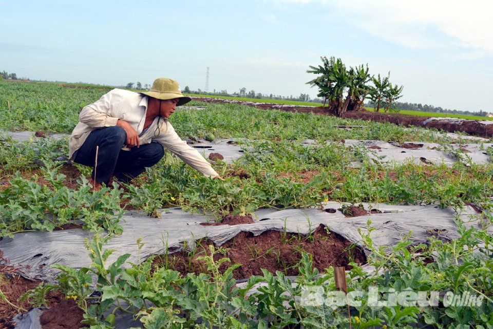 Nhiều mô hình sản xuất mới giúp đồng bào Khmer ở Bạc Liêu thoát nghèo