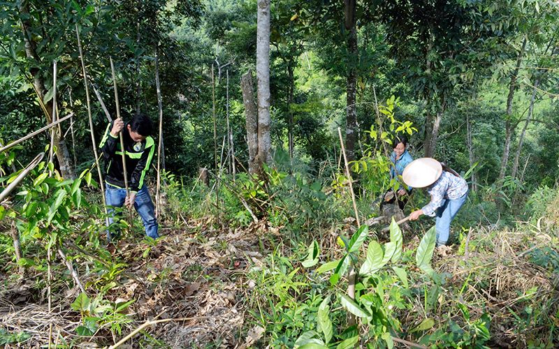 Quảng Ninh: Triển vọng mô hình trồng ba kích ở Đồng Sơn