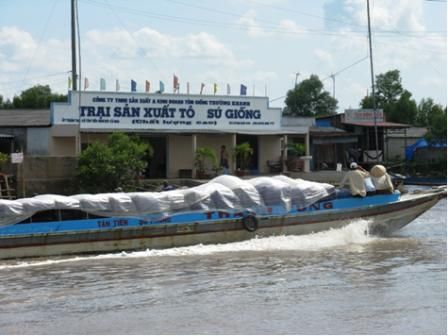 Cà Mau khó khăn trong đáp ứng nhu cầu tôm giống sạch