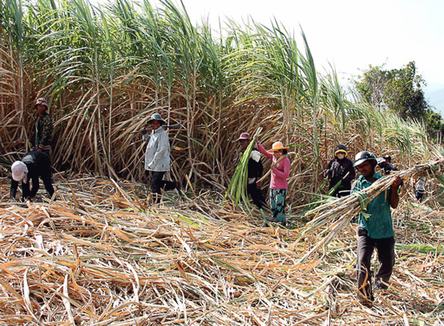 Gia Lai: Phát triển cánh đồng mía mẫu lớn ở vùng Đông Trường Sơn