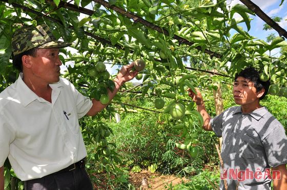 Nghệ An: Khuyến khích phát triển mô hình trồng chanh leo