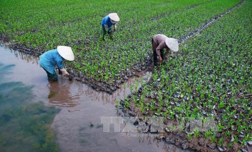 Bình Thuận: Trồng rừng ven biển để ngăn chặn sạt lở, tạo môi trường sinh thái