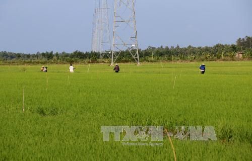 An Giang: Đột phá để phát triển ngành nông nghiệp 