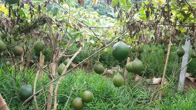 Bệnh thành tích trong xây dựng Nông thôn mới: “Con sâu làm rầu nồi canh”