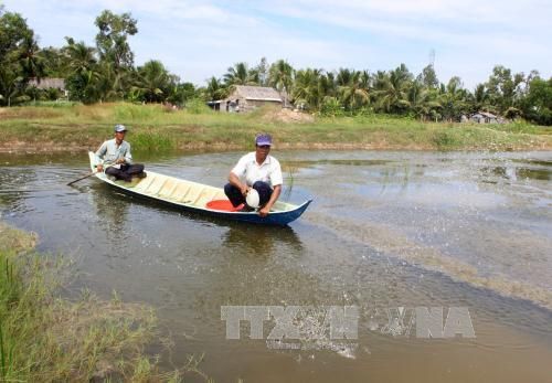 Cà Mau: Tôm nuôi được giá nhưng mất mùa