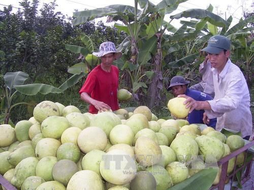 Bưởi Hậu Giang đang bị mai một