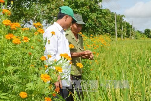 Bạc Liêu dồn sức phát triển nông nghiệp