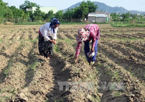 Ninh Thuận: Chuyển đổi cây trồng tiết kiệm nước tưới trong vụ Đông Xuân