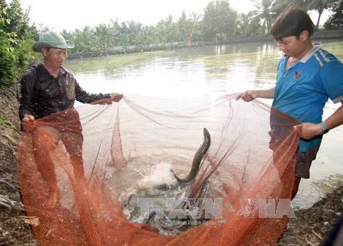 Cà Mau: Sản lượng cá đồng giảm mạnh