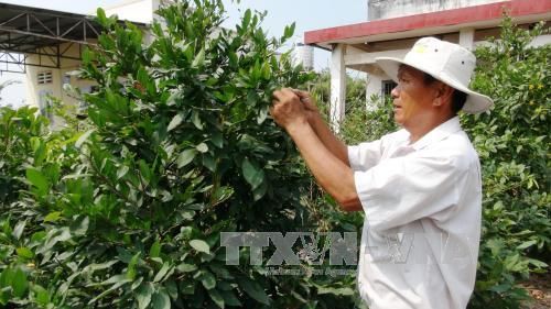 Tây Ninh: Trồng hoa mai vàng bán Tết thu lãi cao 