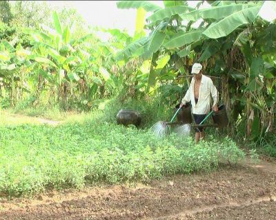 Sóc Trăng hứa hẹn một vụ màu Tết thành công