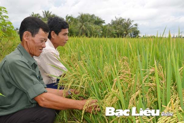 Bạc Liêu thu hiệu quả cao từ mô hình cánh đồng mẫu lớn