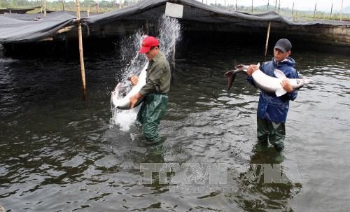 Vĩnh Phúc ban hành nhiều chính sách hỗ trợ tái cơ cấu ngành nông nghiệp 