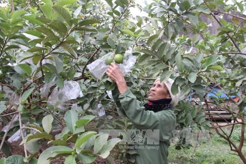 Thái Nguyên: Phát triển nông nghiệp theo hướng nâng cao giá trị gia tăng 