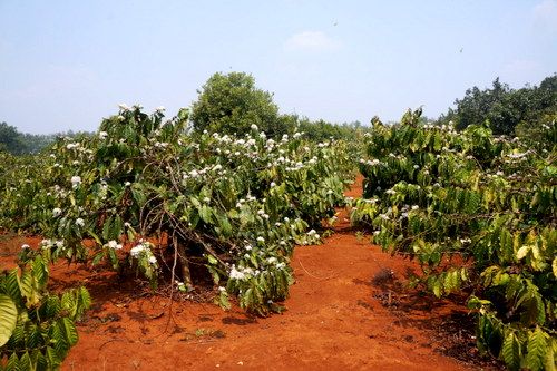  Đắk Lắk: Khẩn trương tập trung cho công tác chống hạn