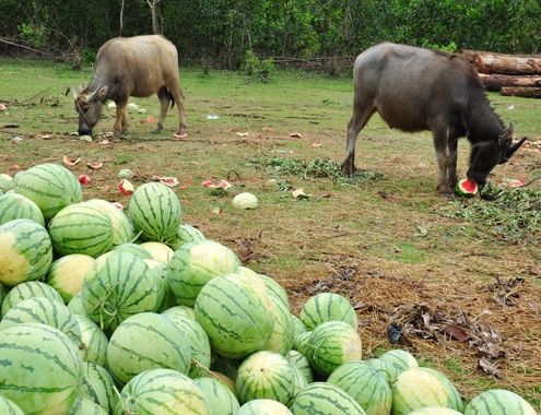 Cần xử lý nghiêm những kẻ tung tin đồn thất thiệt gây hại cho nông dân