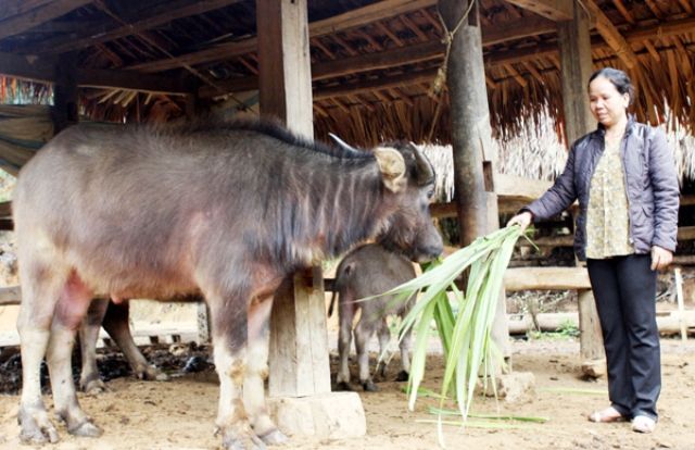 Giảm nghèo trên quê hương cách mạng Tuyên Quang