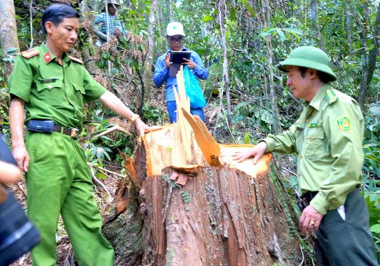 Rừng pơ mu dọc biên giới Quảng Nam - Sê Kông (Lào) bị tàn phá