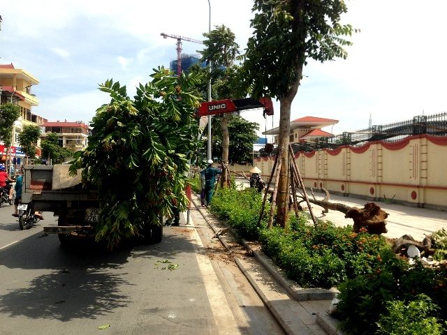 Hà Nội: Trồng mới lại các cây đã chết trên phố tuyến phố kiểu mẫu Lê Trọng Tấn