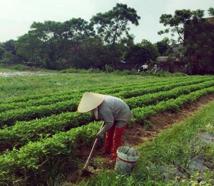 Xây dựng nông thôn mới tại huyện trung du miền núi Yên Dũng (Bắc Giang)