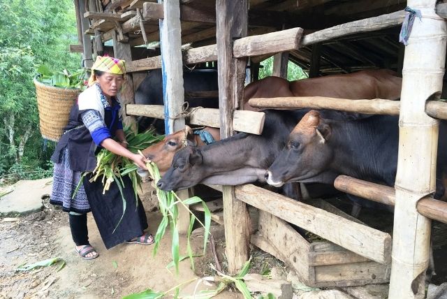 Kênh tín dụng quan trọng trên hành trình giảm nghèo tại Yên Bái