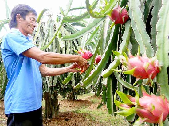 Mô hình liên kết bền vững sản xuất, tiêu thụ thanh long 