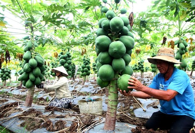 Hướng dẫn thực hiện cho vay bổ sung vốn  với khách hàng vay vốn bị rủi ro do nguyên nhân khách quan