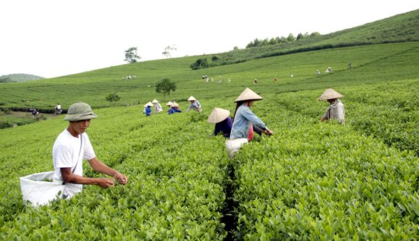 Tuyên Quang: Thực hiện đồng bộ nhiều giải pháp để giảm nghèo bền vững