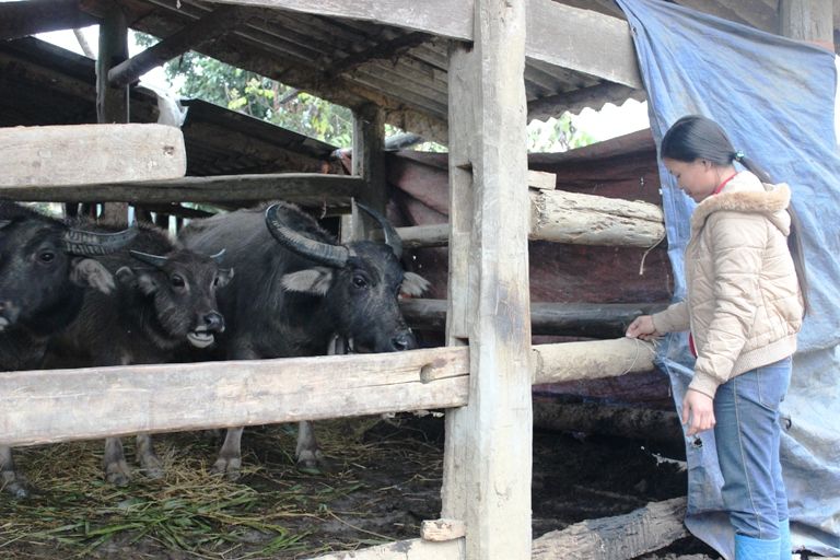 Vĩnh Phúc: Chủ động công tác phòng, chống đói rét cho vật nuôi, thủy sản