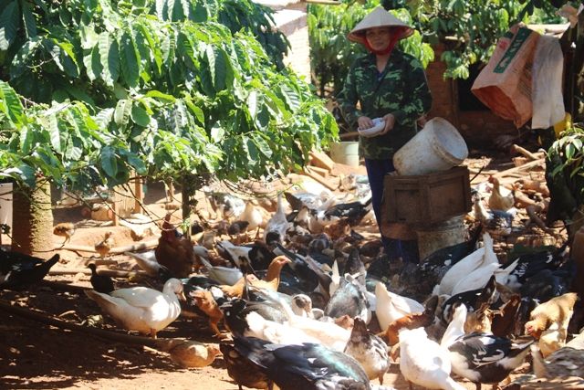 Ngân hàng Chính sách xã hội tỉnh Đắk Nông: Tích cực đưa chủ trương của Đảng đến với người nghèo