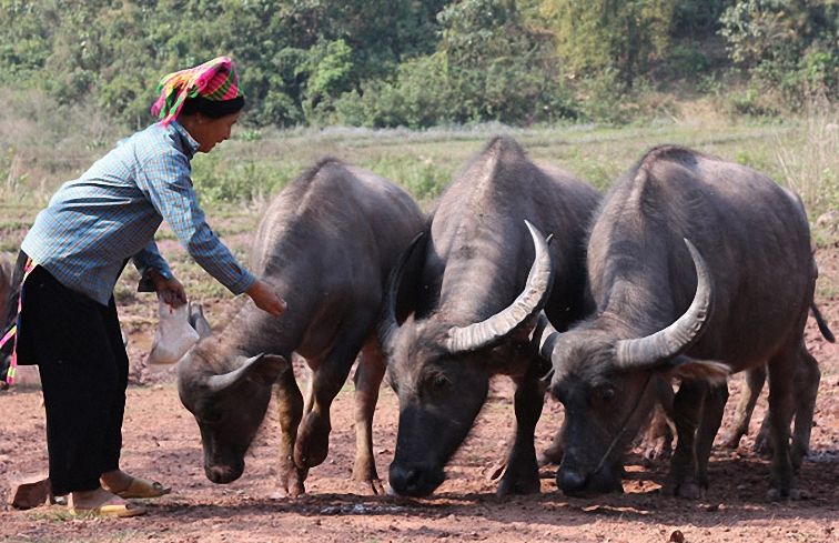 Hiệu quả tín dụng ưu đãi ở huyện vùng cao Đà Bắc (Hòa Bình)