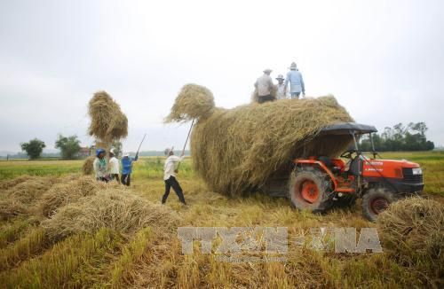 Vĩnh Phúc: Cơ giới hóa trong thu hoạch giúp xử lý triệt để nguồn rơm rạ 