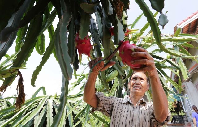 Văn Lâm (Hưng Yên): Vườn trái xum xuê nhờ vốn vay ưu đãi