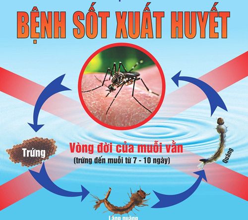 Cần tiếp tục tăng cường các biện pháp phòng ngừa, ngăn chặn dịch sốt xuất huyết