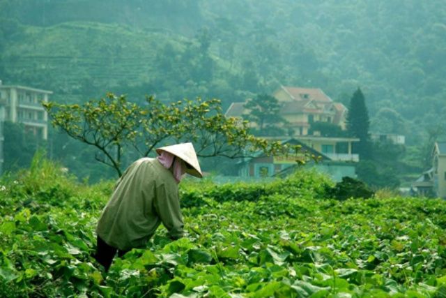 Tạo chuyển biến mạnh mẽ cho ngành sản xuất rau, củ, quả