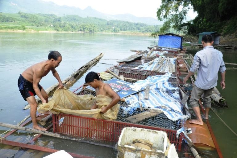 Vĩnh Phúc: Thúc đẩy các giải pháp phát triển ngành thủy sản