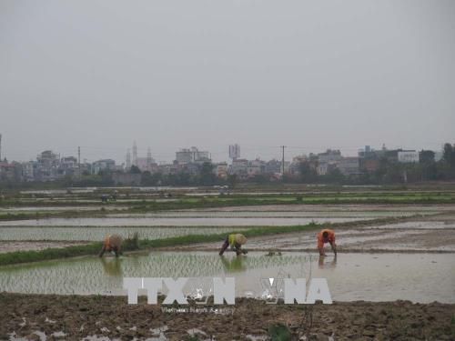 Vĩnh Phúc: Nông dân xuống đồng gieo trồng kịp khung thời vụ 