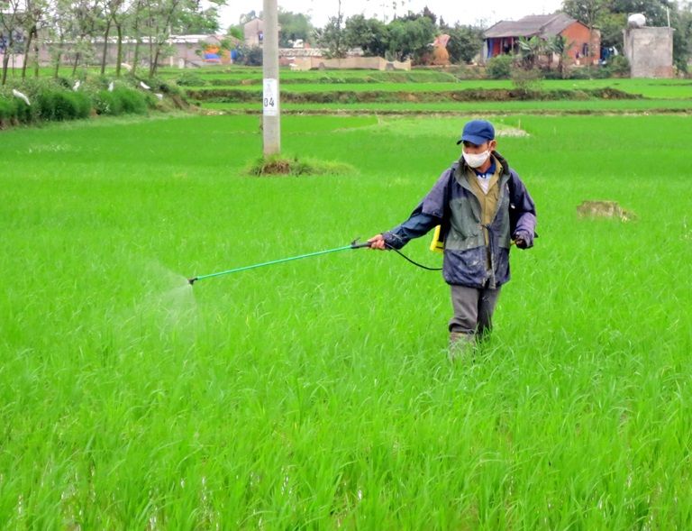 Vĩnh Phúc tập trung phòng trừ sâu bệnh dịch hại và chăm sóc các loại cây trồng