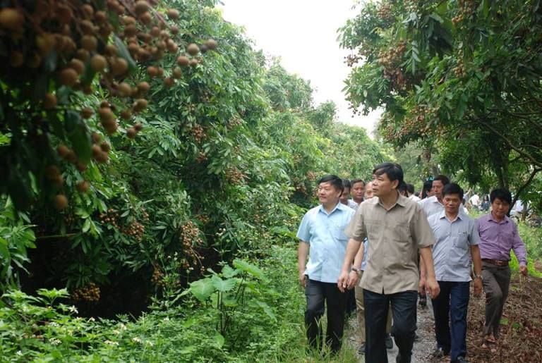 Bộ Nông nghiệp và Phát triển nông thôn sẵn sàng hỗ trợ tỉnh Hưng Yên tiêu thụ nhãn