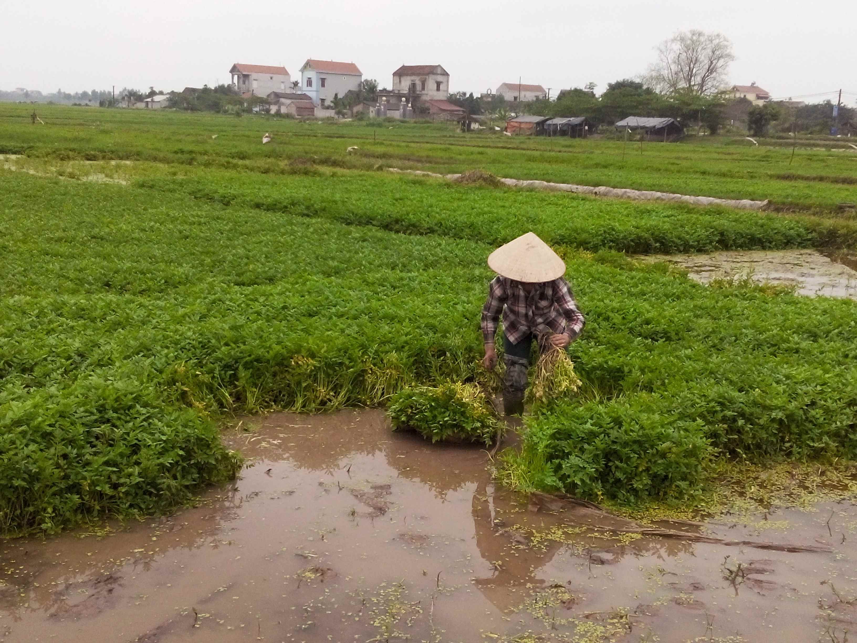 Chung tay bảo vệ người nông dân trước những thông tin sai lệch 