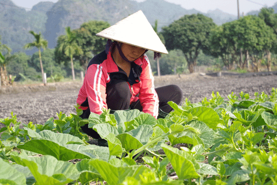 Vĩnh Phúc đẩy mạnh chuỗi giá trị liên kết giữa nông dân với doanh nghiệp