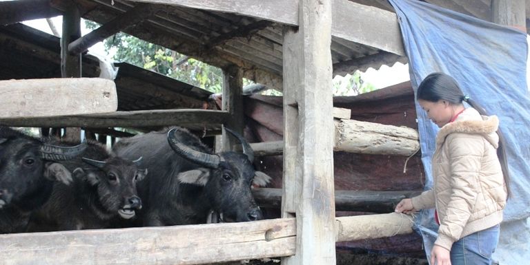 TP. Vĩnh Yên: Chủ động phòng, chống đói rét cho đàn vật nuôi, thủy sản