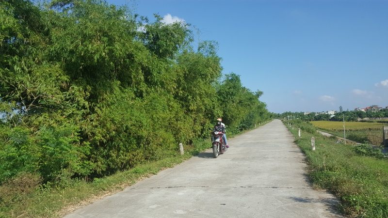 Đừng lạnh lùng đốn hạ tre xanh!