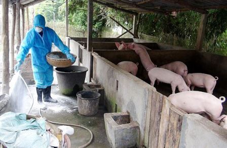 Cứu ngành chăn nuôi!