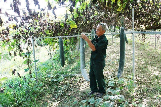 Nguồn vốn tín dụng hỗ trợ cựu chiến binh phát triển kinh tế