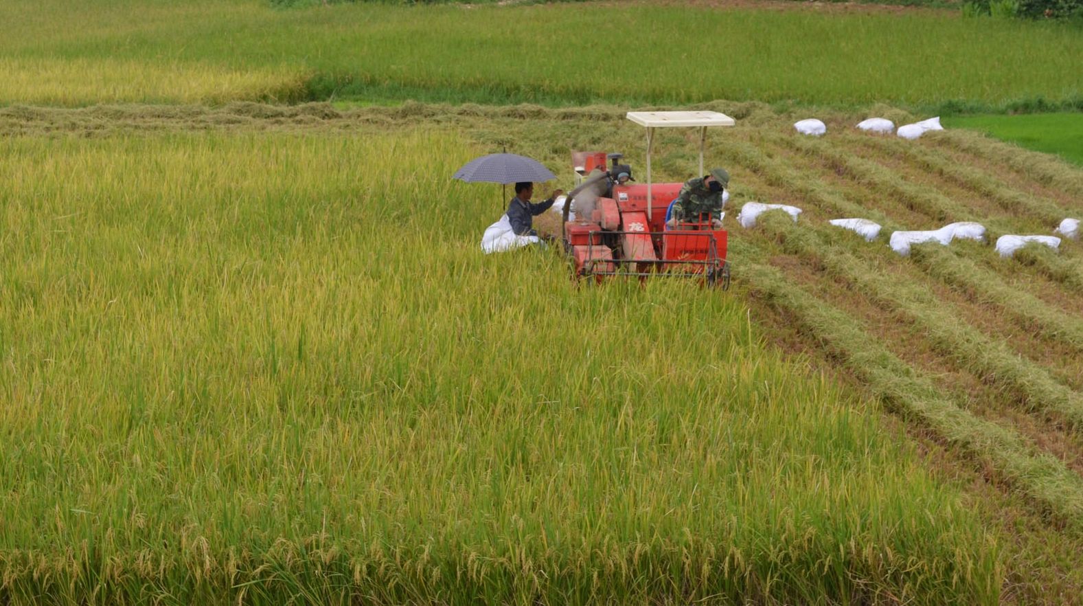 Năm 2019: Diện tích gieo trồng cây hàng năm giảm nhưng giá trị lại tăng