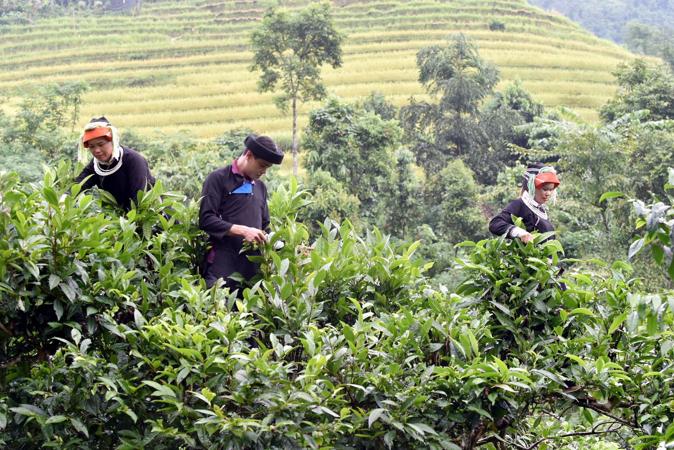 Phát triển chè Shan tuyết thành cây xóa đói giảm nghèo