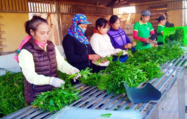 Vĩnh Phúc: Chính sách hỗ trợ hợp lý, nông dân hăng hái làm giàu