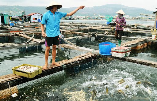 Phê duyệt Quy hoạch bảo vệ và khai thác nguồn lợi thuỷ sản, phát triển kinh tế biển