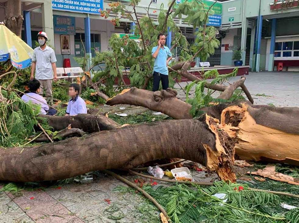 Cẩn trọng với mối nguy hiểm từ cây xanh trong các trường học